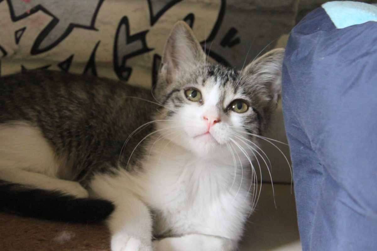 pro.designers-factory.com grossiste mercerie